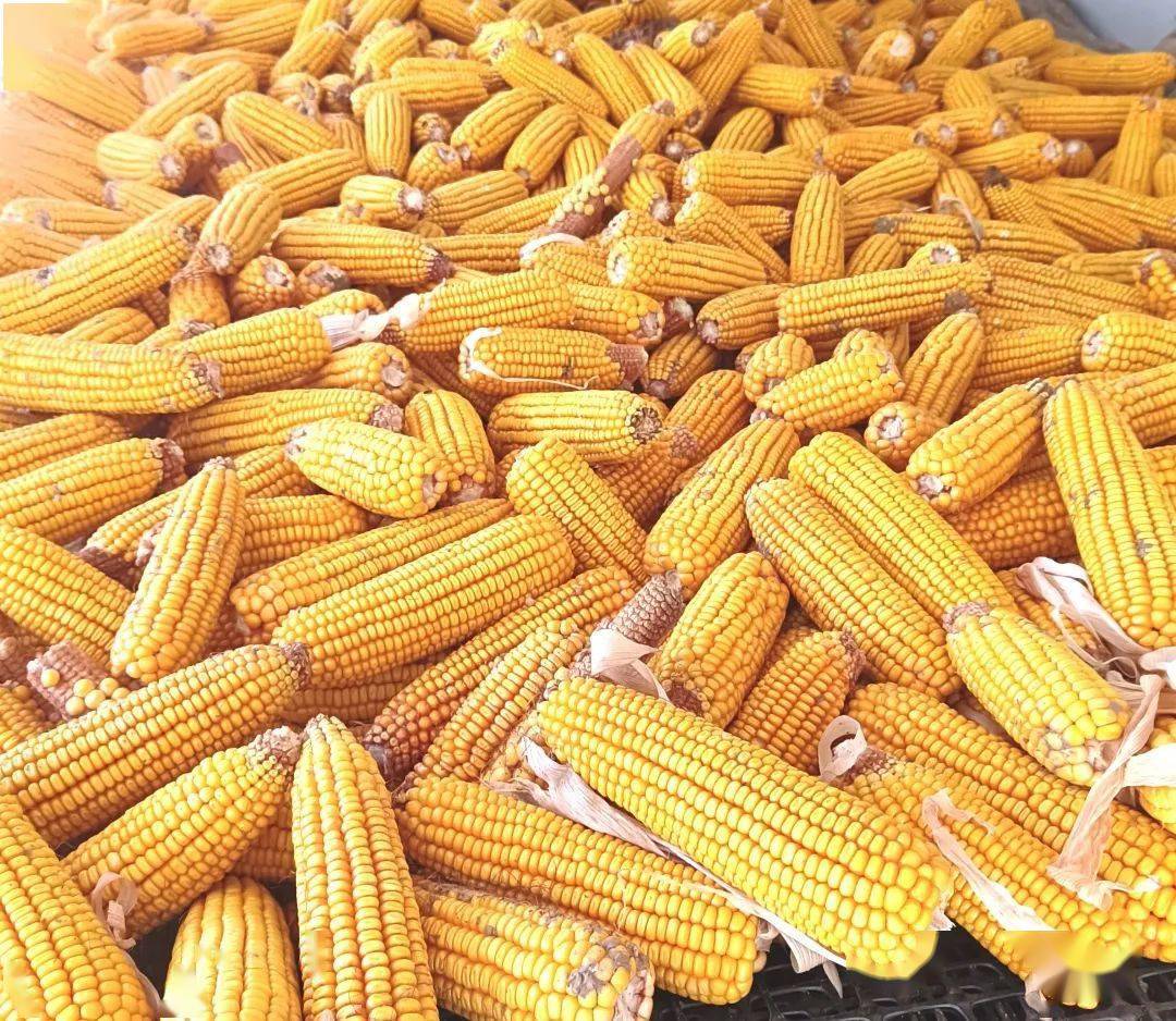 "春天政府给我们免费发了小金黄玉米种子,还时不时邀请农技专家到田里