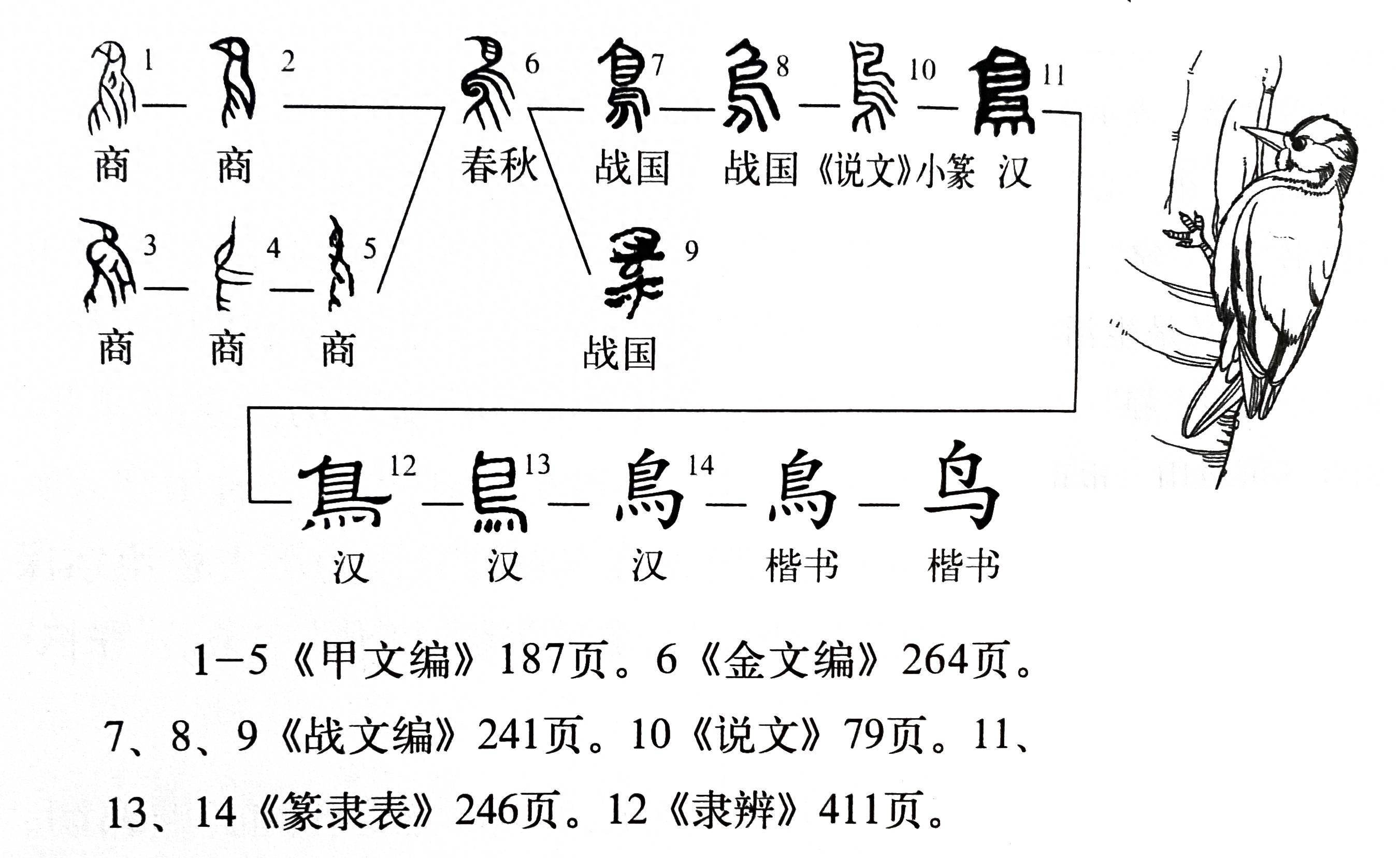 《说文解字》第735课 细说鸟