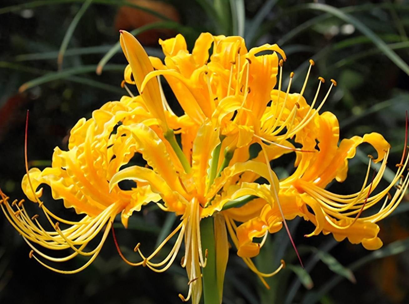 秋季绝景花海,当属纤柔细致的彼岸花