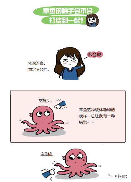 花小烙漫画 章鱼的触角会不会打结到一起？ 科普 专业 文章