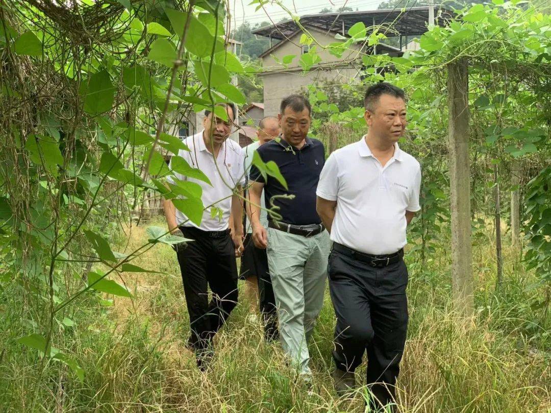 创城进行时丨区法院院长,挂点领导潘少军深入漳墩指