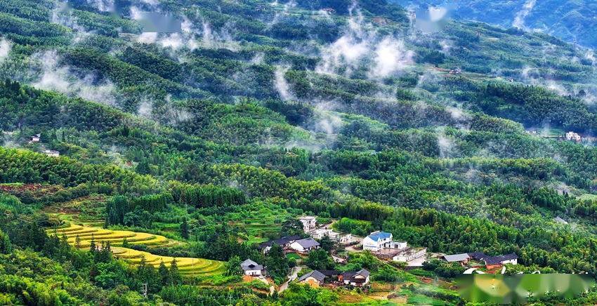 四川泸州:雨润画稿溪 生态美如画_刘学懿_自然保护区_桫椤