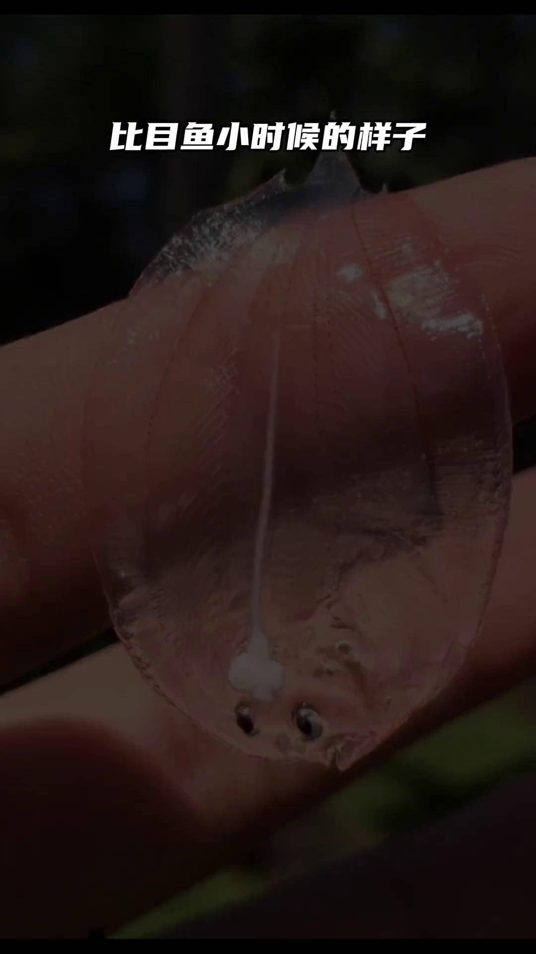 冷知识:比目鱼小时候的样子