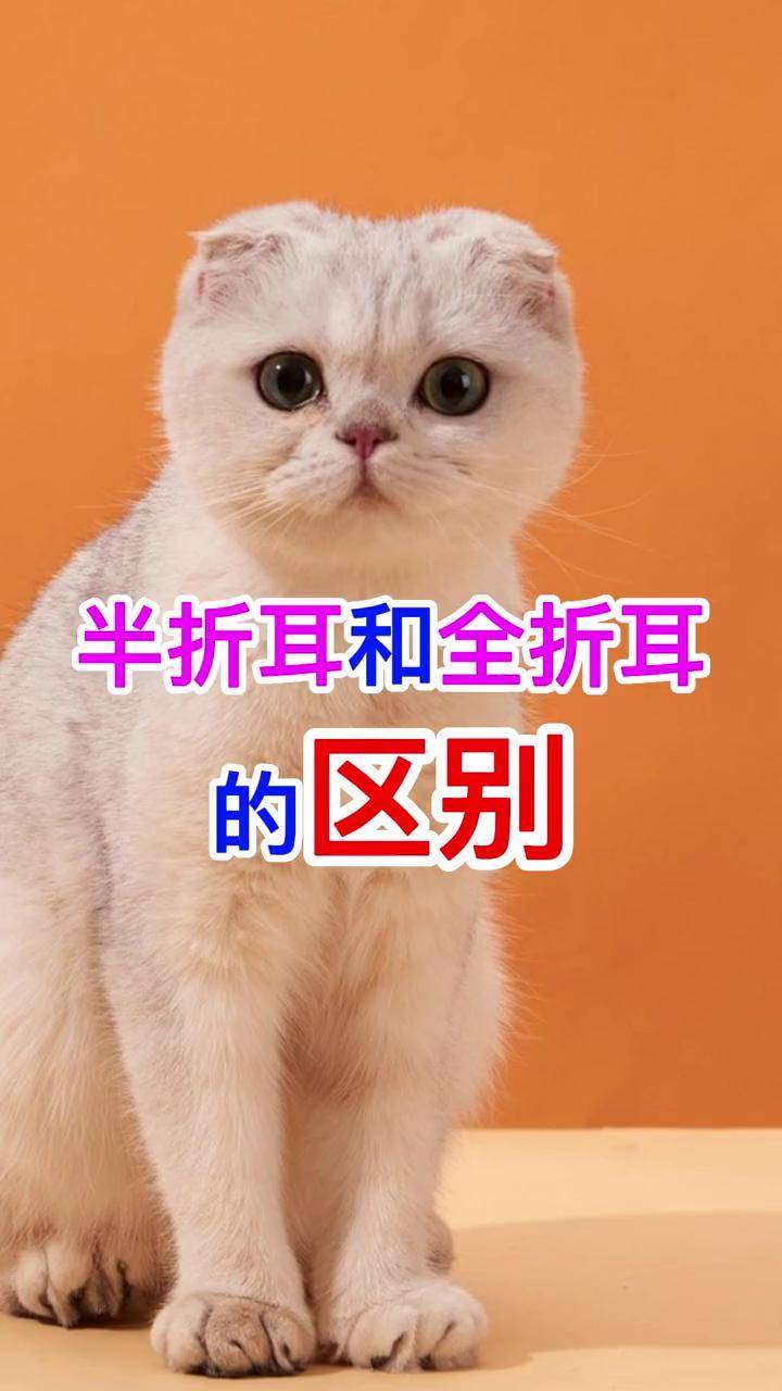 半折耳和全折耳的区别折耳猫折耳猫日常 新手养宠