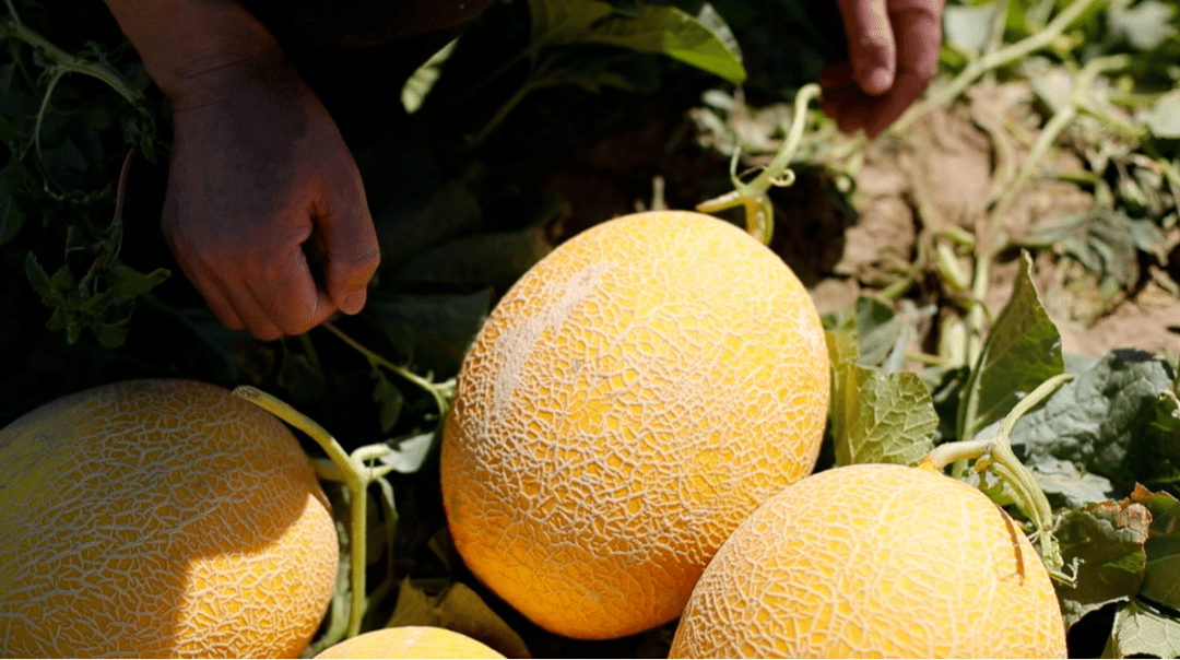 在额济纳,邂逅"沙漠瓜王"_金海涛_甜度_乡村