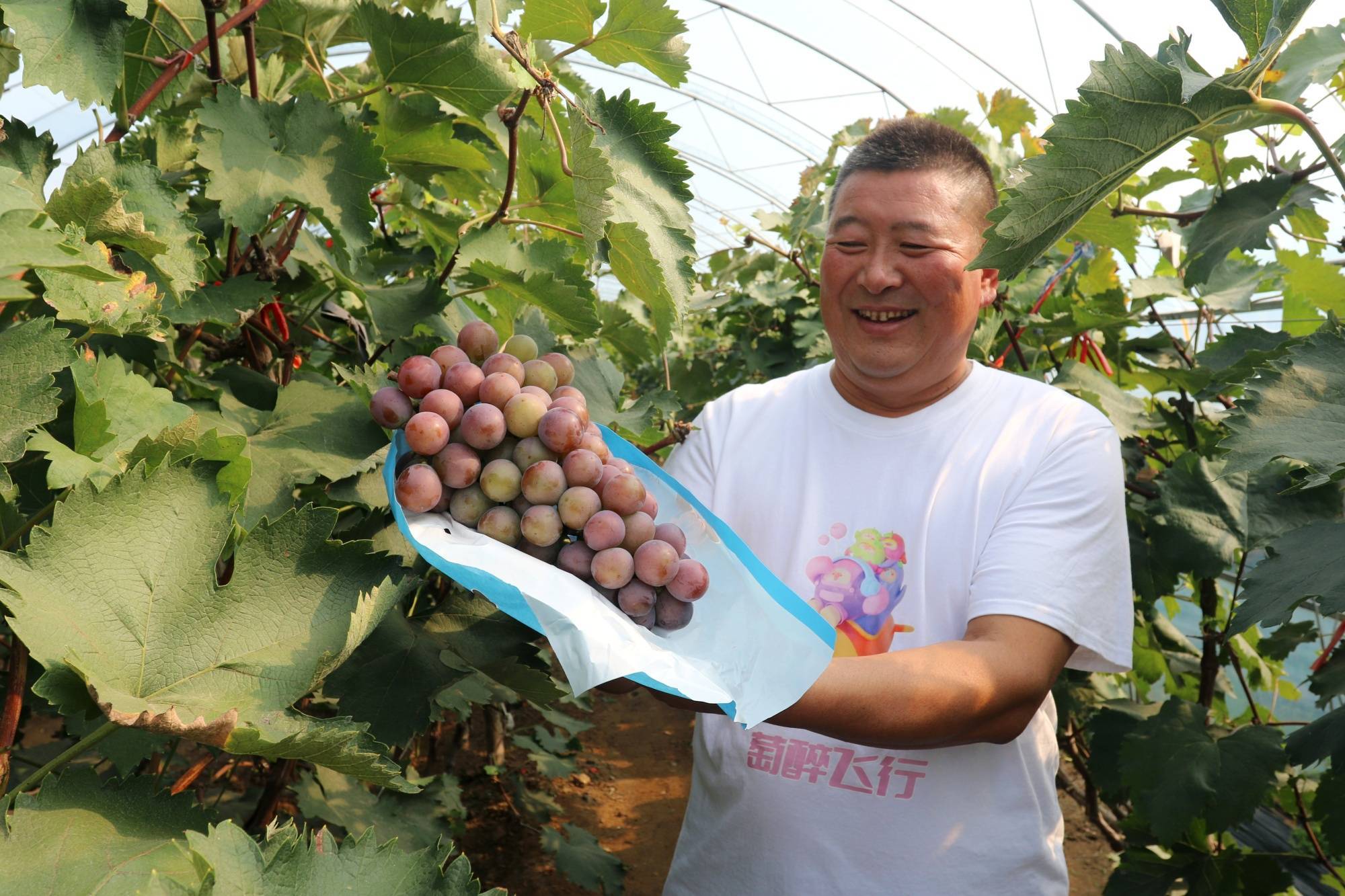 作为中国葡萄之乡,丁家房镇葡萄种植始于1988年,五龙山牌葡萄先后被评
