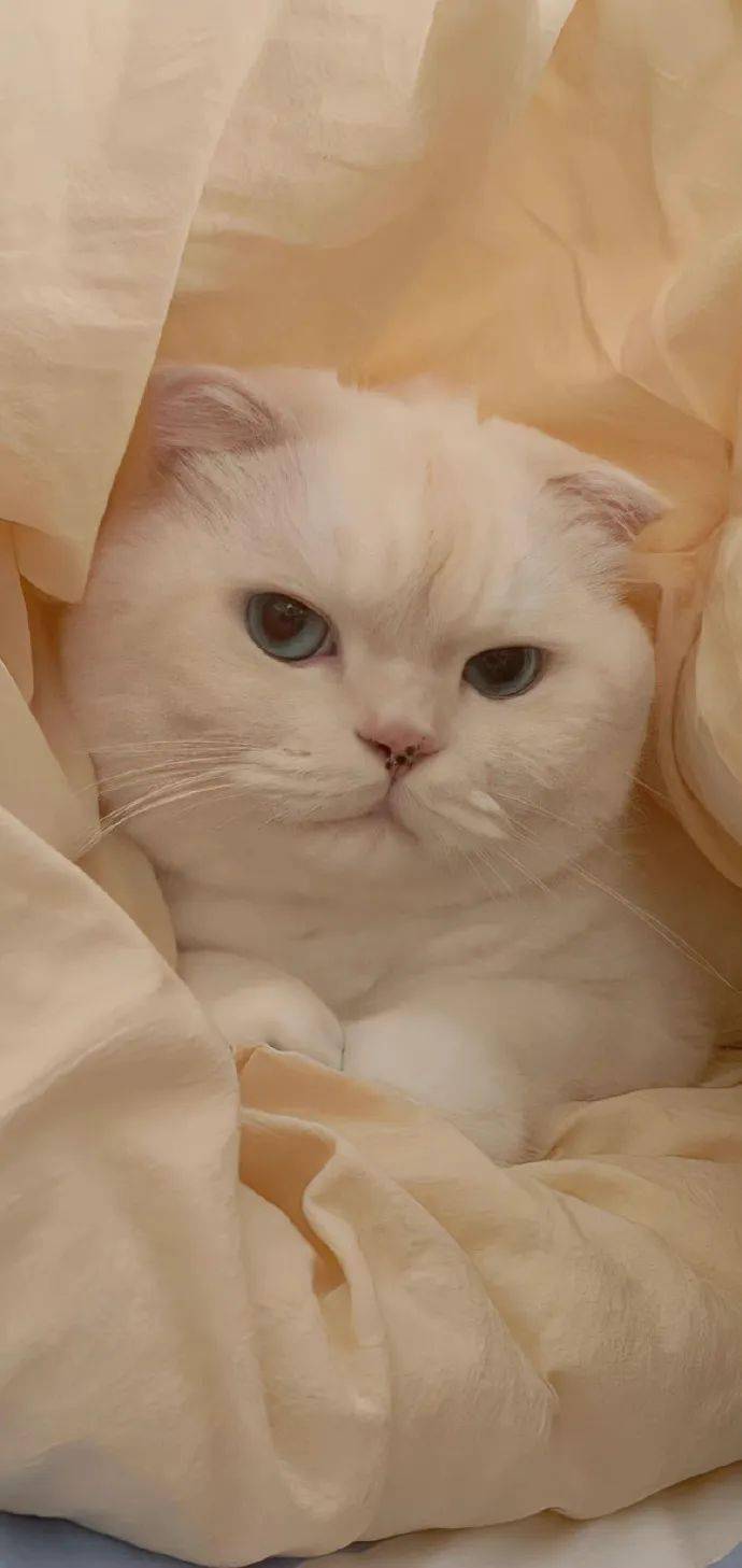 壁纸| 高级感锁屏壁纸 嘎嘎喜欢 676767