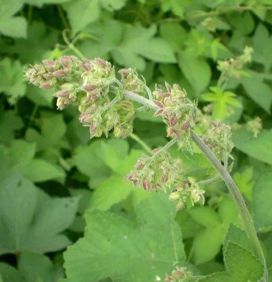 木本植物的花粉主要分布在春天,秋天则主要来自于蒿属,藜科,葎草属