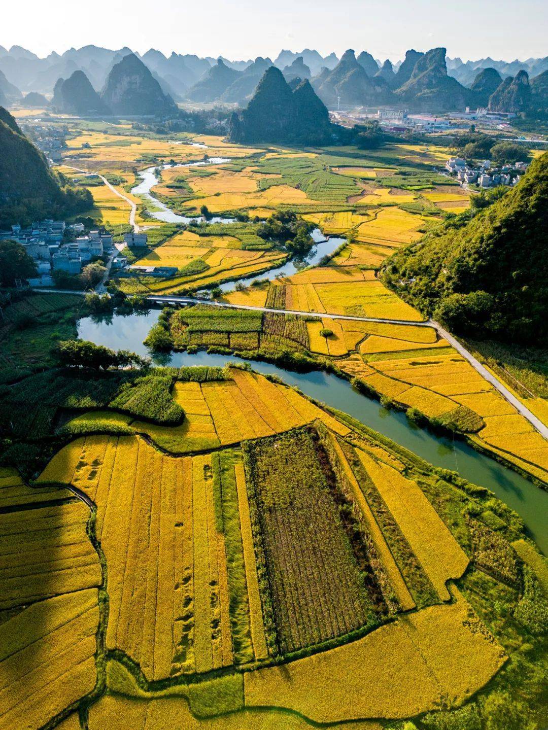 真的!这里有一场很"牛"的文化盛宴_天等县_活动_时间