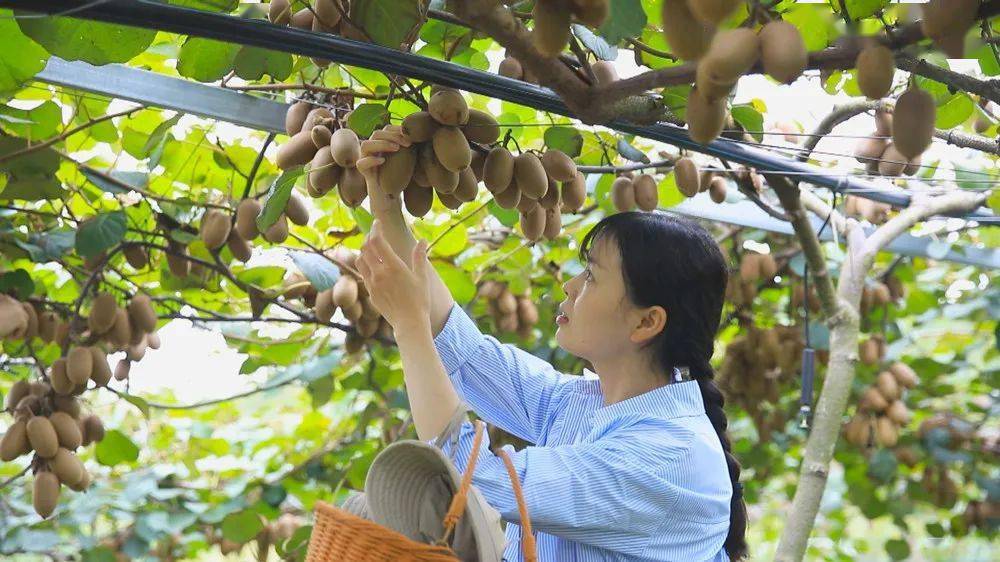 在桐城市大关镇青龙村猕猴桃种植基地里,近50亩猕猴桃迎来成熟期,一串