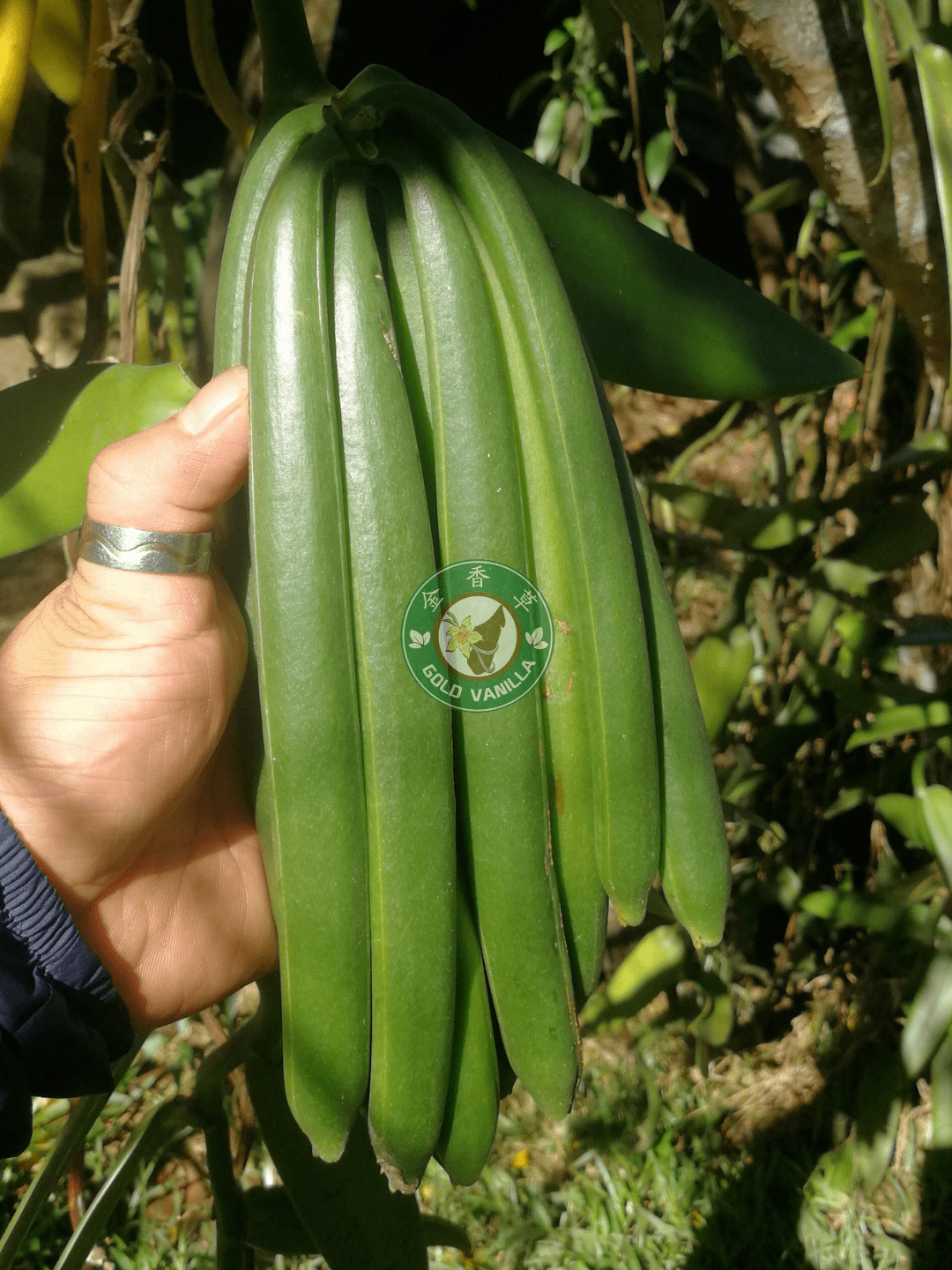 除了"贵",关于「大溪地香草荚」你还应该了解多少?_含量_品种_香气