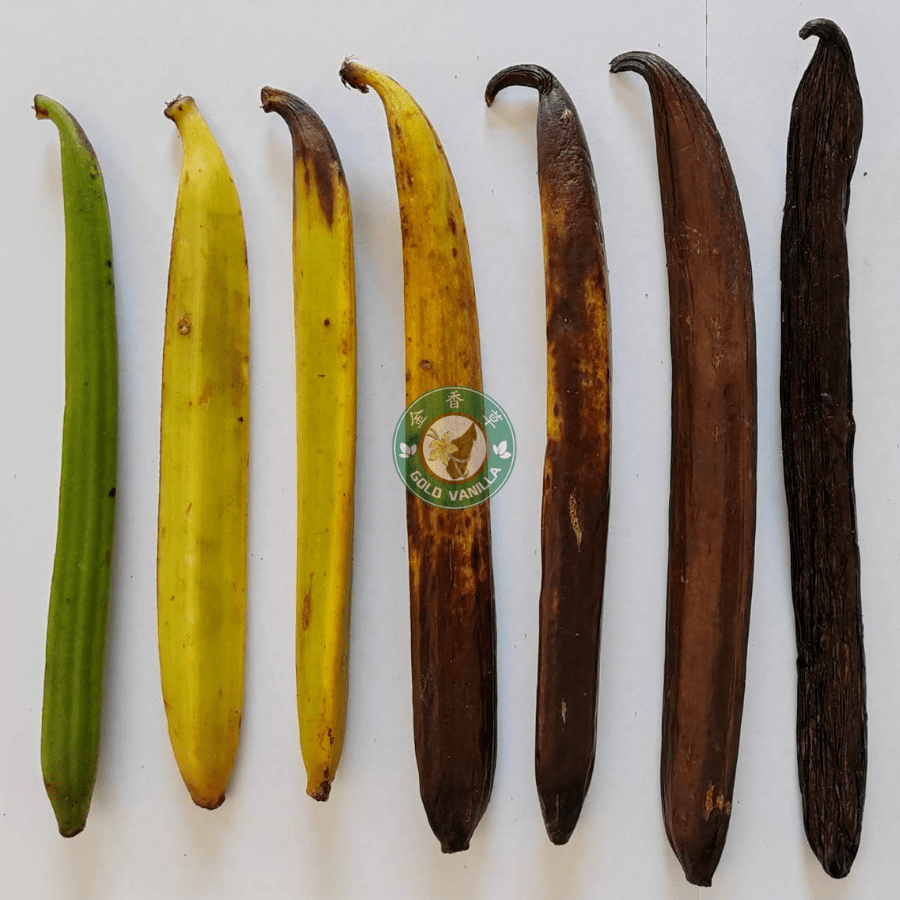 除了"贵",关于「大溪地香草荚」你还应该了解多少?_含量_品种_香气