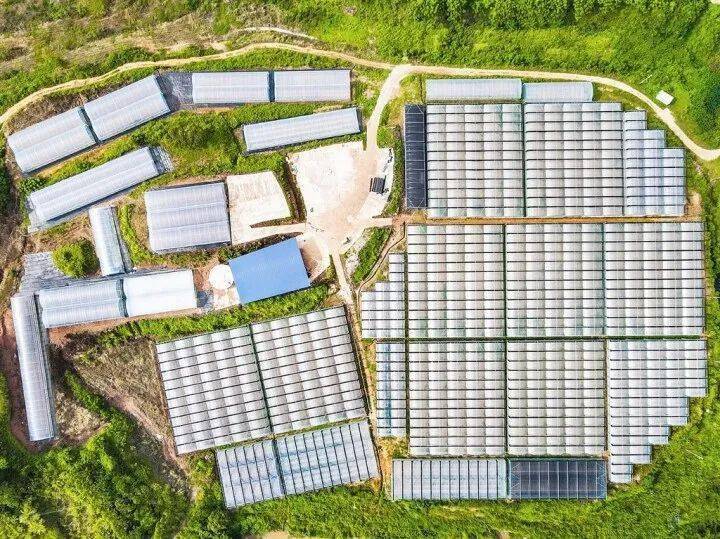 走乡入镇看振兴丨良庆区那马镇 打造优质果蔬品牌 鼓起农户"钱袋子