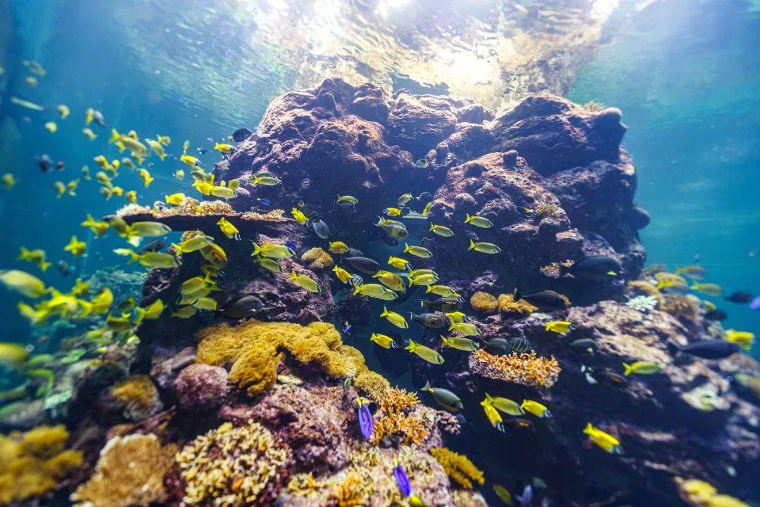 中秋国庆不涨价,抢先一步开启沉浸式宇宙探索之旅_海洋_世界_珊瑚