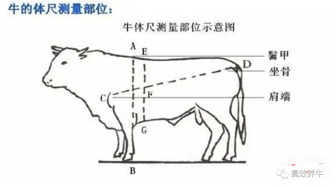 牛胸围体重表图片