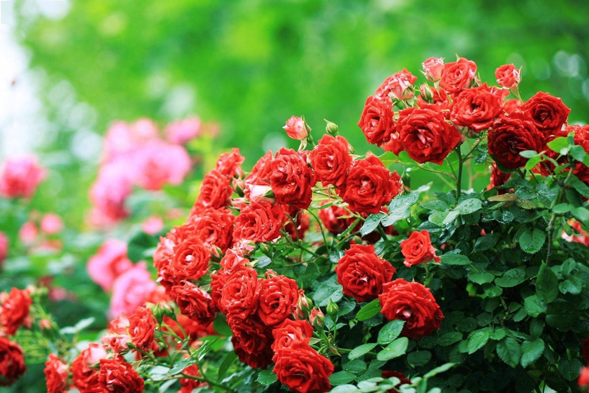 5种"美丽花",四季都能开花,颜色鲜艳皮实好养,真的太香了_种植_技巧