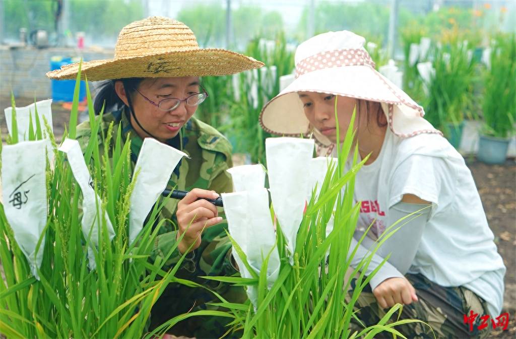 炎夏战暑授粉忙_水稻研究所_黑龙江省_农垦