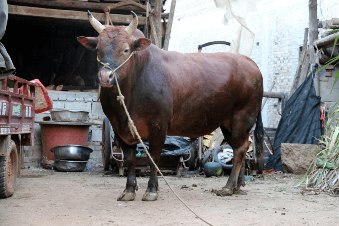 骟牛 测量体重817kg马贵福卧龙塘子寨社区清水塘村二等奖骟牛 测量