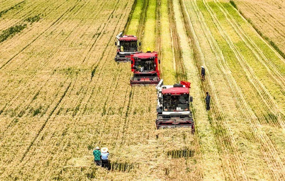 中国农业发展银行:深耕厚植"三农"沃土 助力绘就丰收画卷_分行_支持