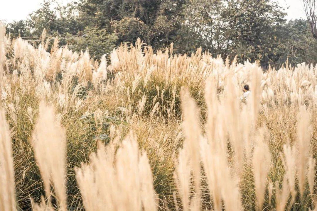 九月中旬,成片的蒲苇荡已连绵起伏,婀娜多姿.