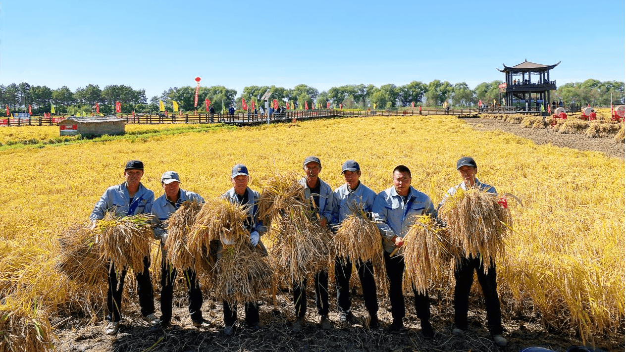 五常乔府大院:稻米喜开镰_文化_稻田_全国