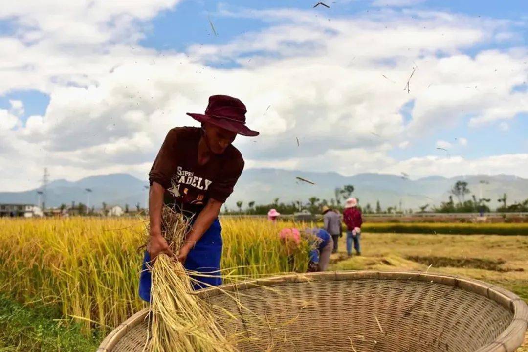 中国农业发展银行:深耕厚植"三农"沃土 助力绘就丰收画卷_分行_支持