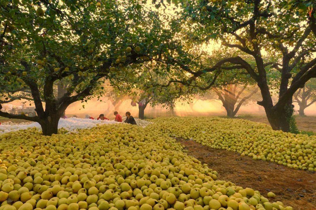 聚力砀山酥梨产业发展,擦亮世界梨都金字招牌