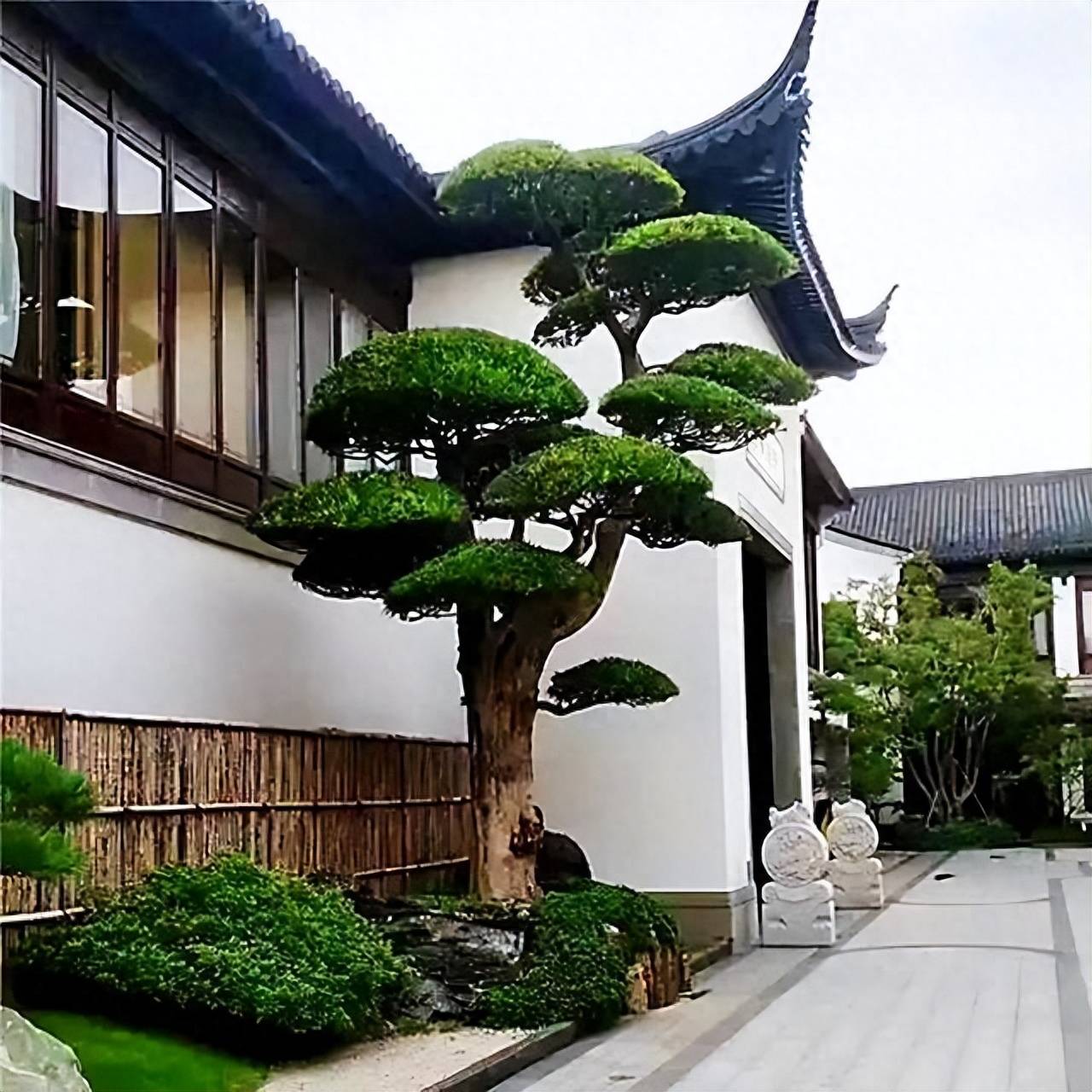“要想富，栽好树”！房前屋后栽上4种树，兴旺发达，好处多_绣球_桂花_紫薇