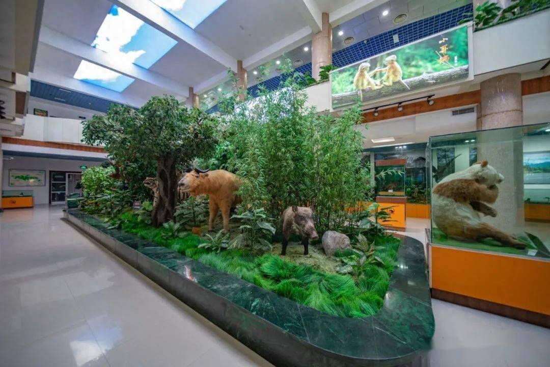 这一博物馆入选省秦岭生态环境保护宣传教育基地_标本_大熊猫_植物