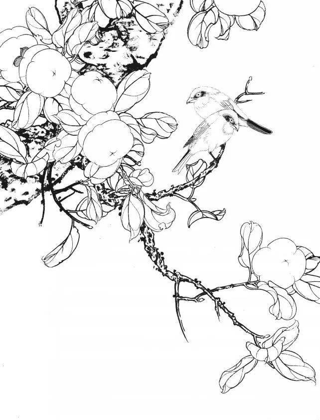 品鉴| 一组漂亮的工笔白描花鸟图_赵树魁_树荣_王智勇