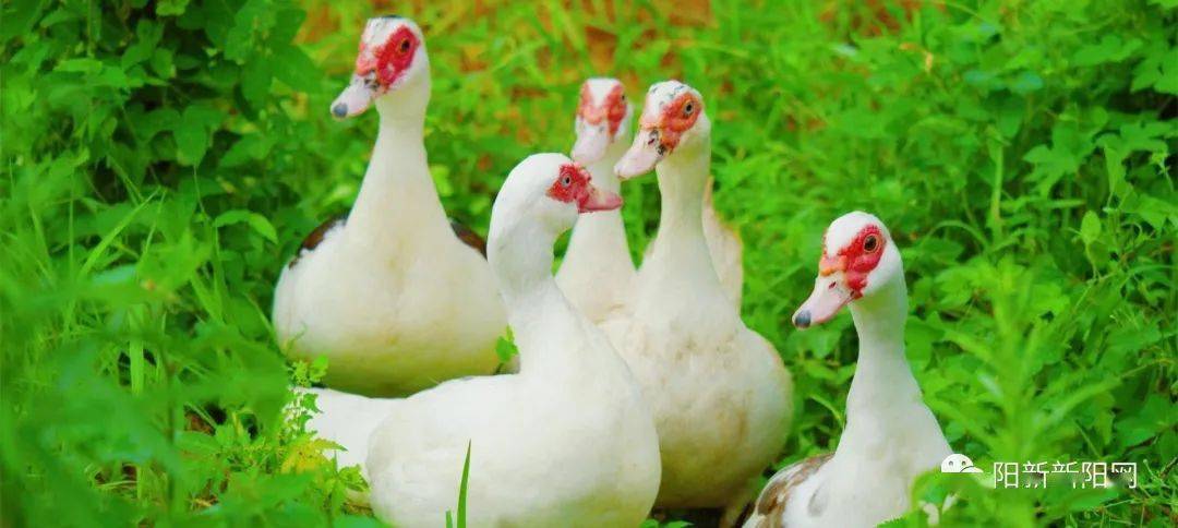 【关注】为阳新的"它"正名已经启动!工信部已回复!_相关_宣传_推广