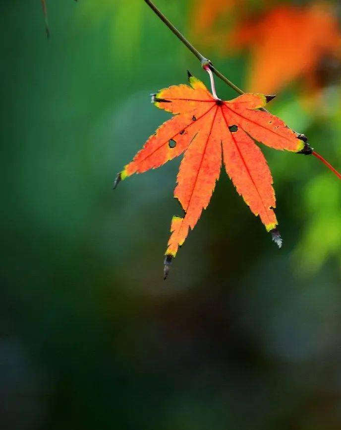 安住当下 | 把握当下一念_法身_南禅师_父母