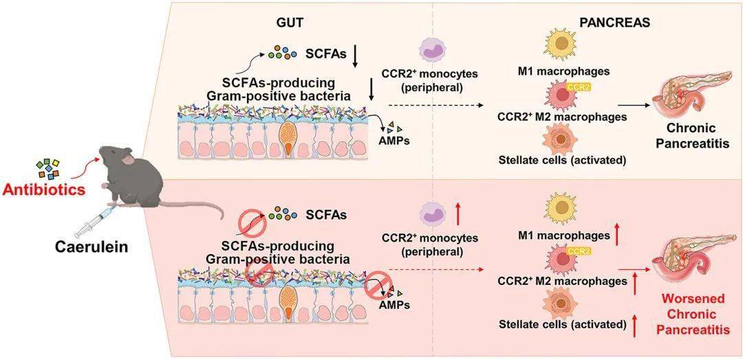 kctd4 interacts with clic1 to disrupt calcium h