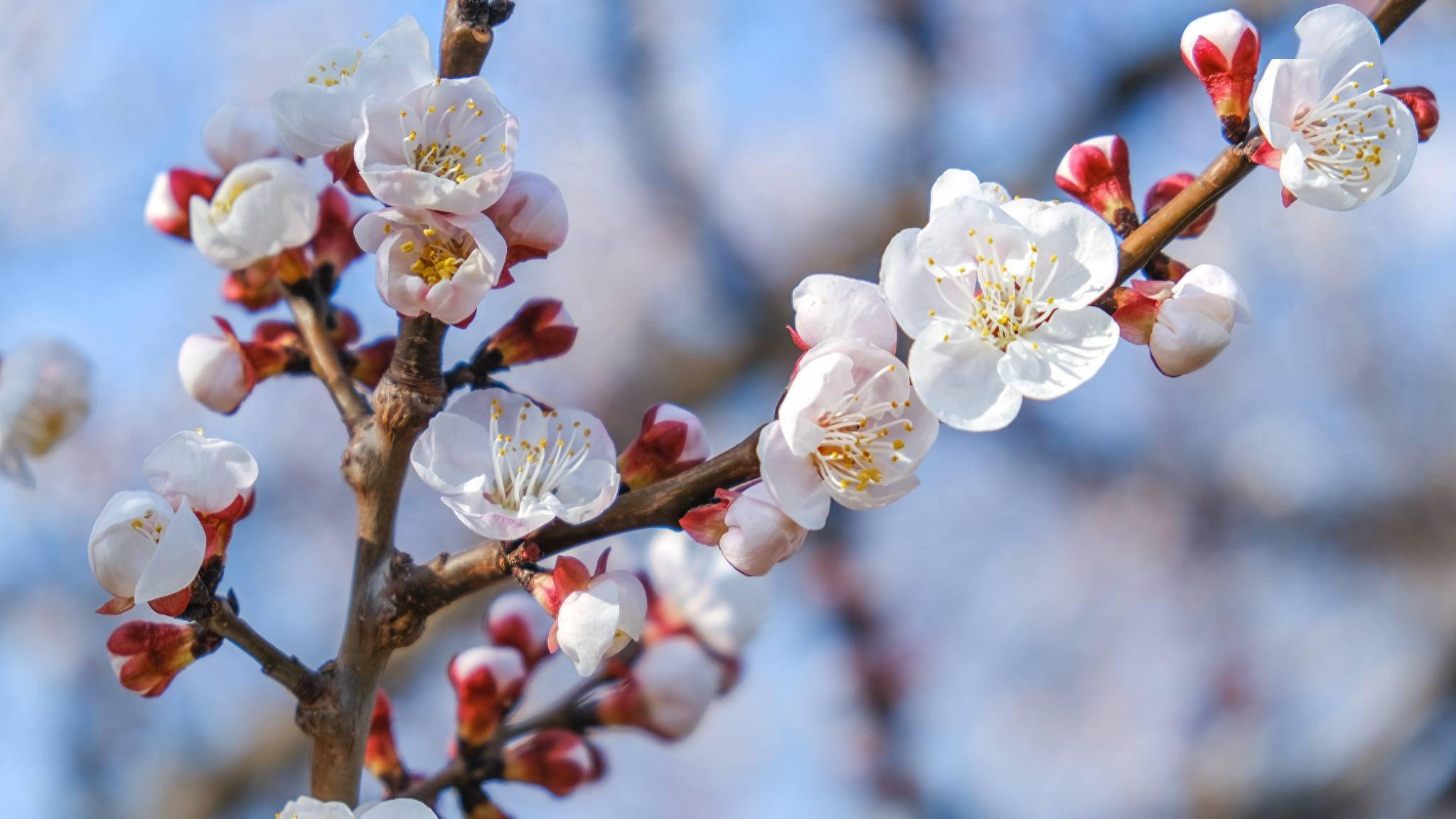 王安石罢相后的一首杏花诗,写出了他毕生的追求,开篇就让人惊艳_理念