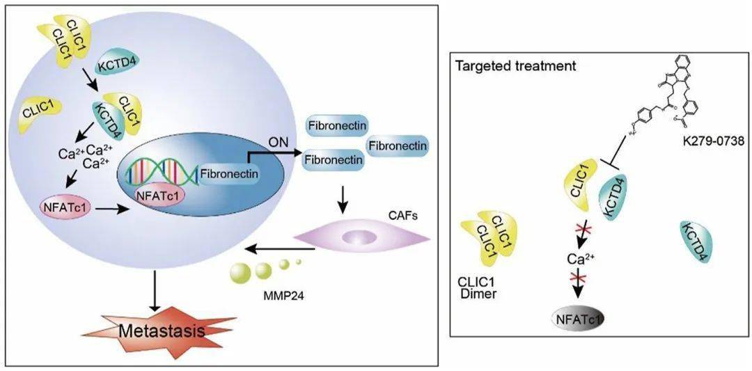 manf brakes tlr4 signaling by competitively binding s100a8 with
