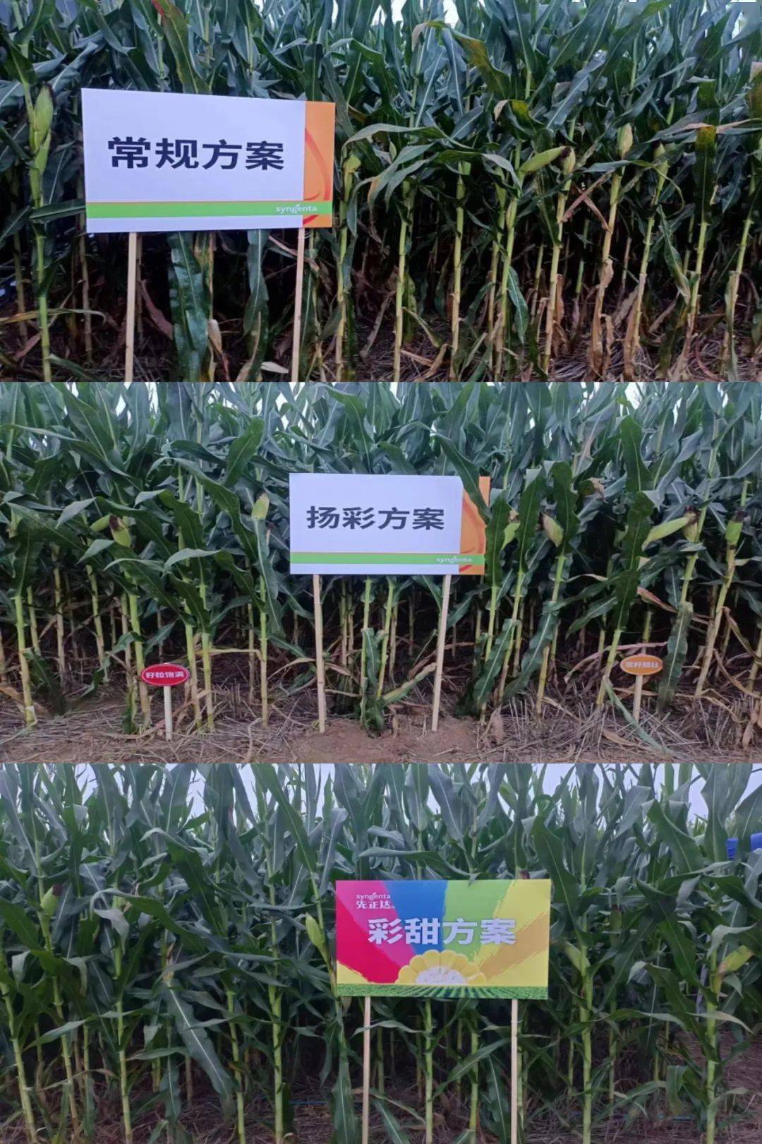 革命性升级,先正达创新成果为玉米高产带来更多可能!_方案_产量_示范