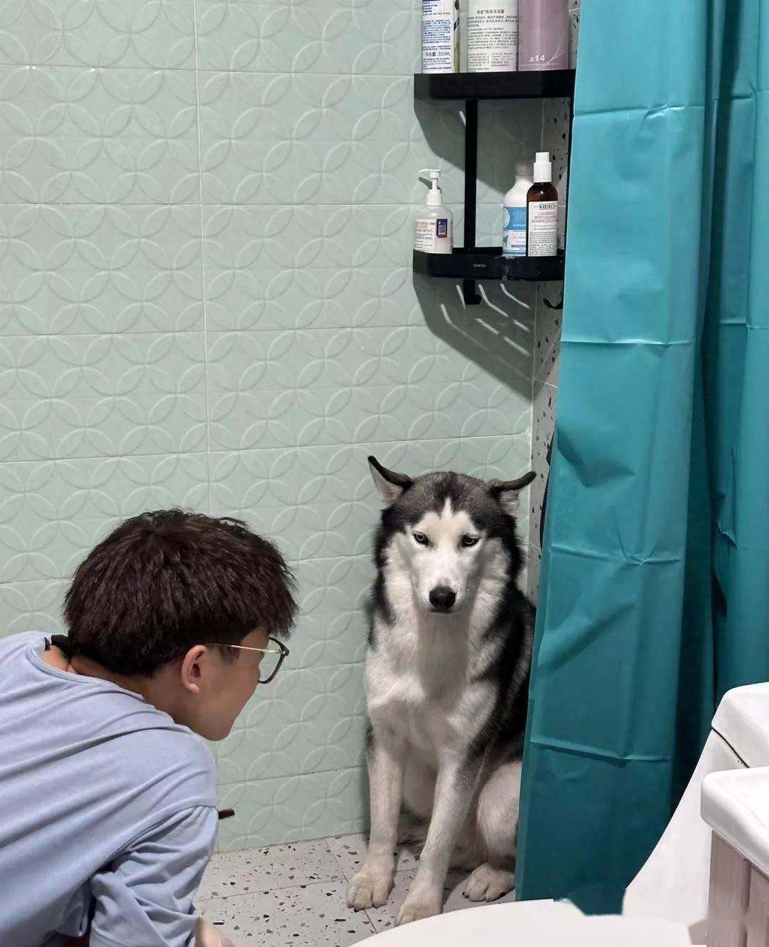 家中来客人,社恐二哈躲在角落瑟瑟发抖,画面好窒息!_朋友_状态_眼神