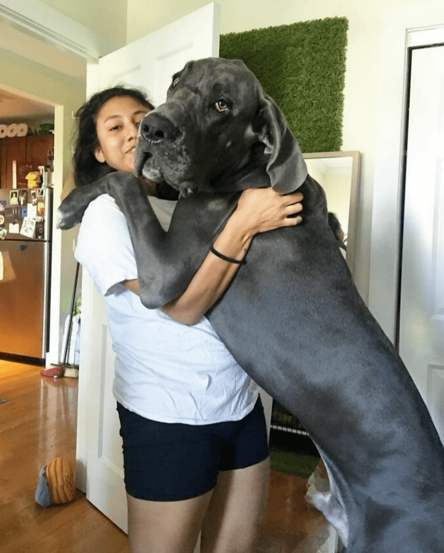 夸张的“巨型犬王”，网友看蒙了：真不是PS的？