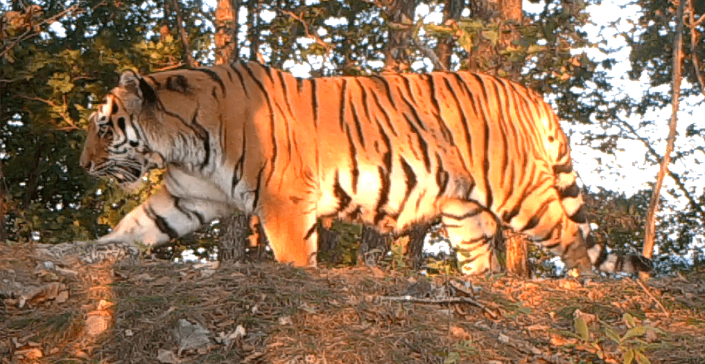 图片由东北虎豹国家公园提供继2018年开展的"虎虎生危"主题讲解之后