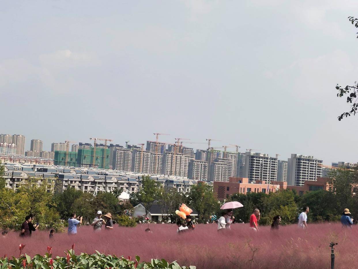 国庆见闻:粉黛乱子草让枣庄龟山公园成了打卡地_市民_薛城区_游人如织