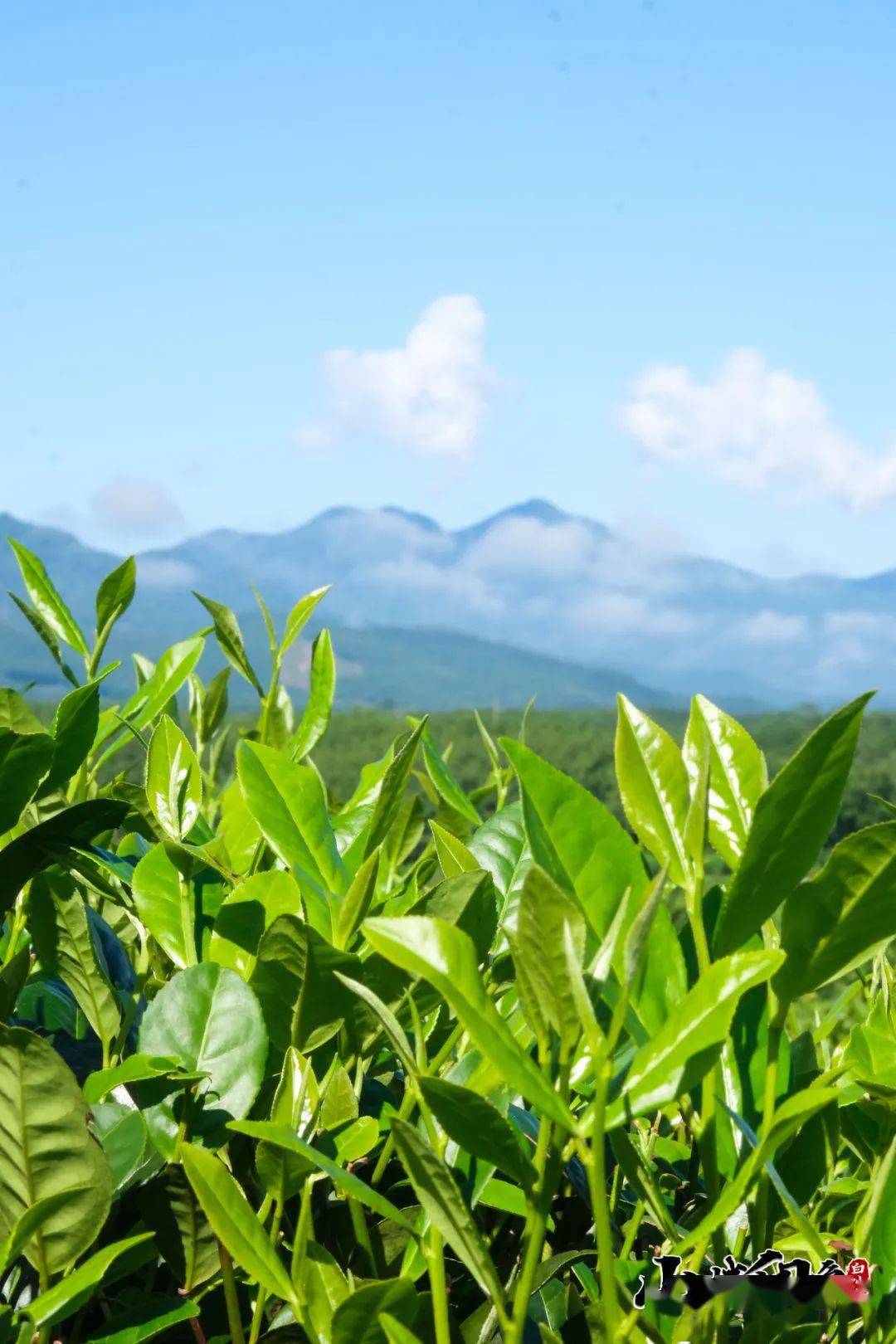 来 源:白沙融媒体中心◎摄 影:黄立华 符东◎图片后期:段凯娜