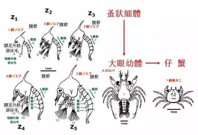 螃蟹卵孵化过程图片