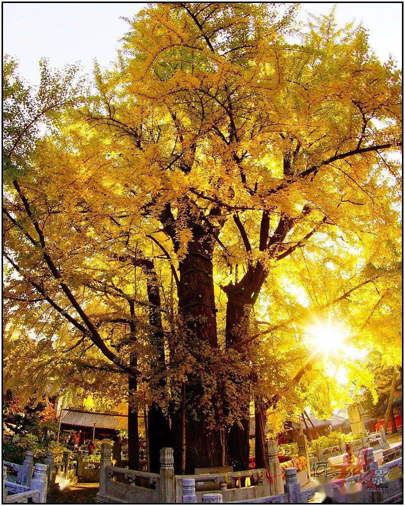 今秋,寻一片净土 赏千年秋色_北京市_银杏_龙泉寺
