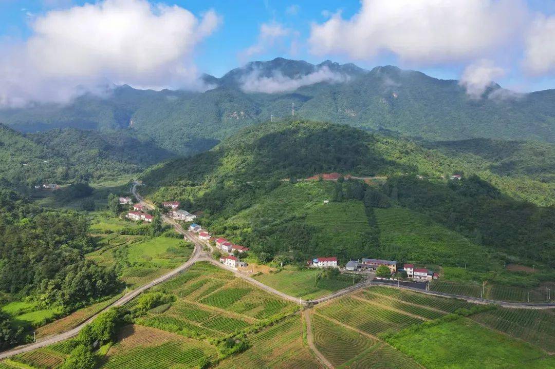 远安黄茶鹿苑村图片