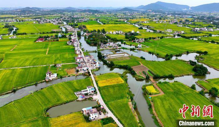 安徽马鞍山秋染田园 "丰"景如画_刘勤利_稻田_公元