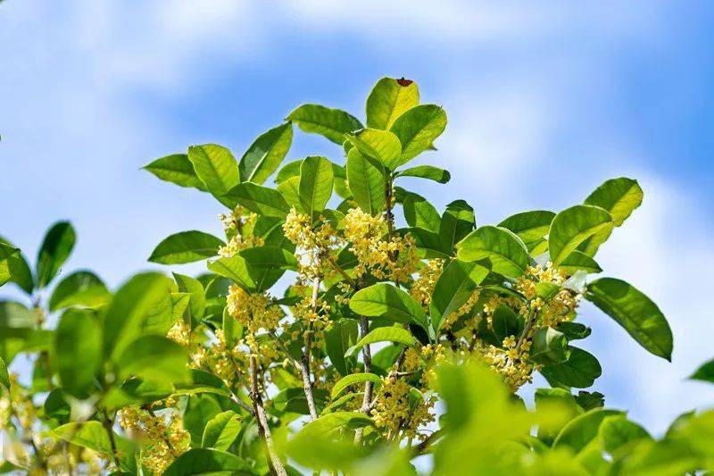 食疗养生| 小小桂花养生作用大，暖胃、生津、化痰、化瘀_手机搜狐网