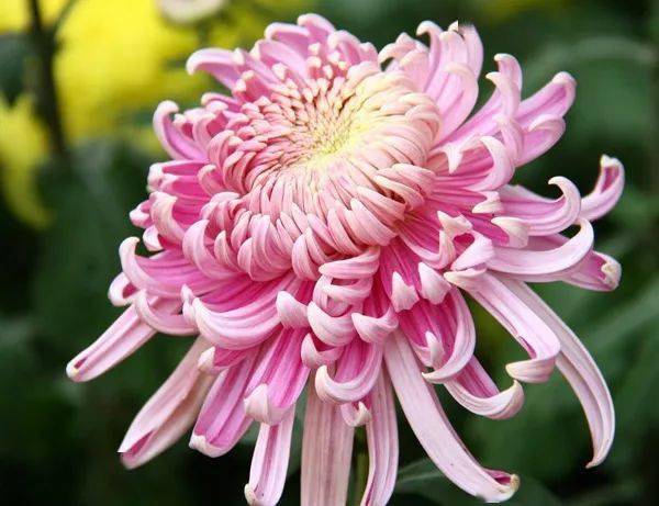 謝稚柳 菊花圖