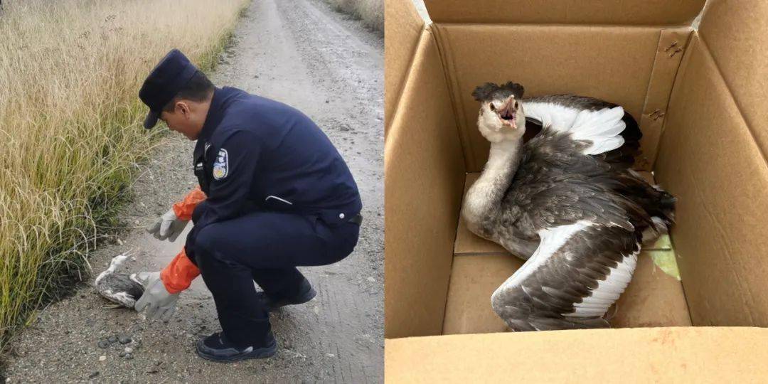 【州县动态】共和森警救助国家二级保护动物_公安局_审核_小鹤