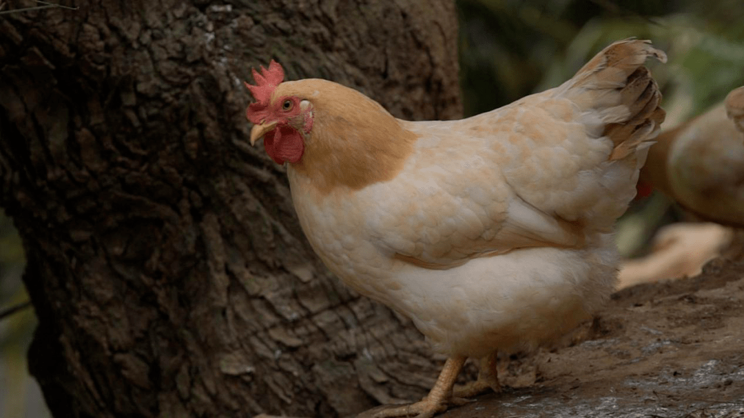 没有一只鸡能活着离开广东……_杏花_品种_龙门