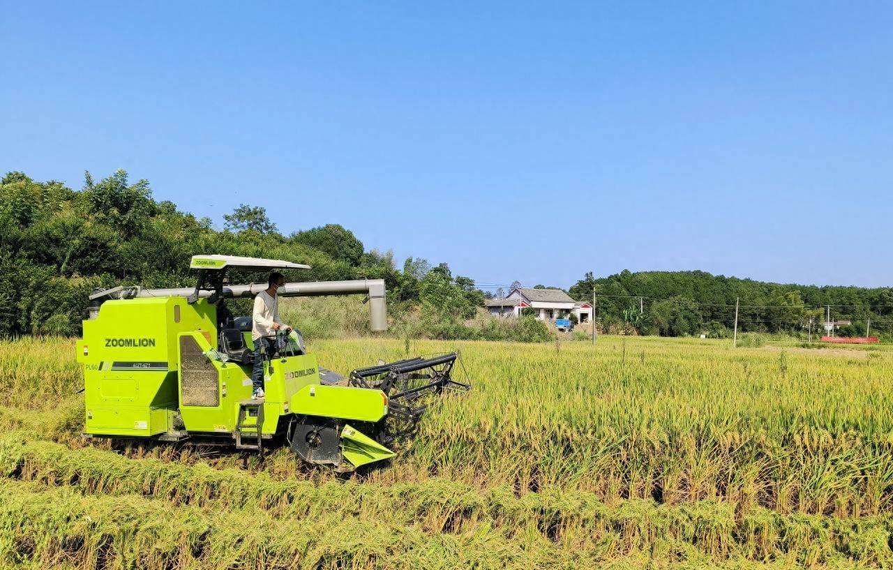 石门首次种植低镉水稻喜获丰收_示范片_夹山镇_农业